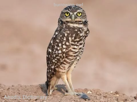 burrowing owl